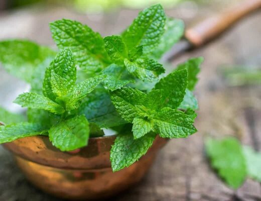 Mint Substitutes
