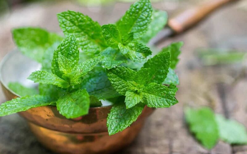 Mint Substitutes